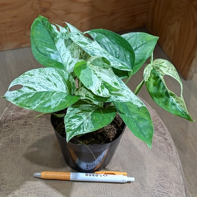 エピプレナムピナツムマーブル ３.５号