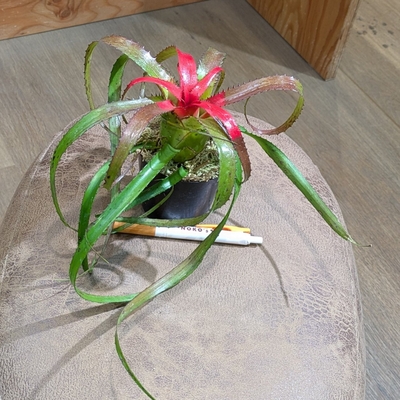 【水苔植え】ネオレゲリア ペンデュラブレビフォリア ３号