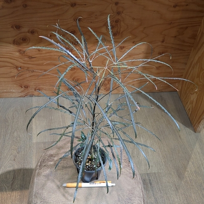 【細葉タイプ✨】アラレア エレガンス ３号