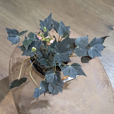 根茎性べゴニア クロワシ ３.５号 