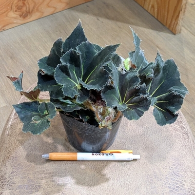 根茎性ベゴニア ニューファッション ３.５号