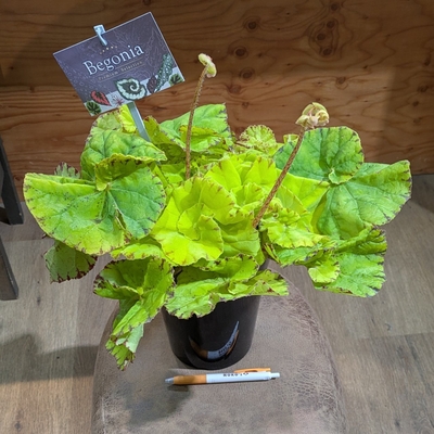 根茎性ベゴニア ウズバヒョウモン ６号 
