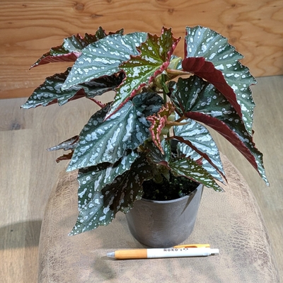 木立性ベゴニア オルファC.フォックス ４号