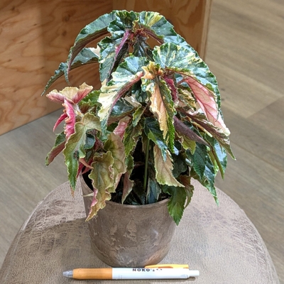 木立ベゴニア ジニー銀河 ４号