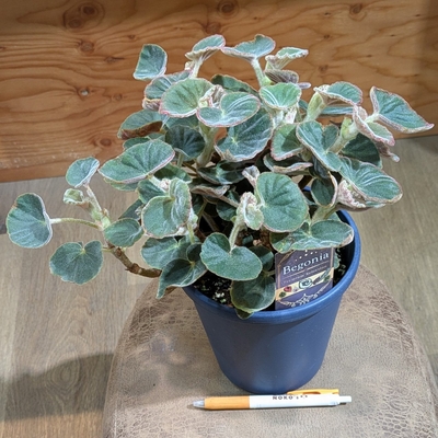 【葉っぱがモフモフ✨】木立性ベゴニア トメントーサ ５号