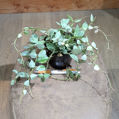 ホヤ クローニアナシルバー ３.５号