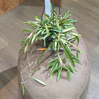 ホヤ ウェイティバリエガータ ３.５号 