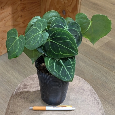 【葉っぱもりもりタイプ✨】アンスリウム クラリネルビウム ４号 