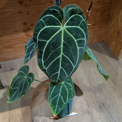 アンスリウム クリスタリナムブラックフォーム ４.５号