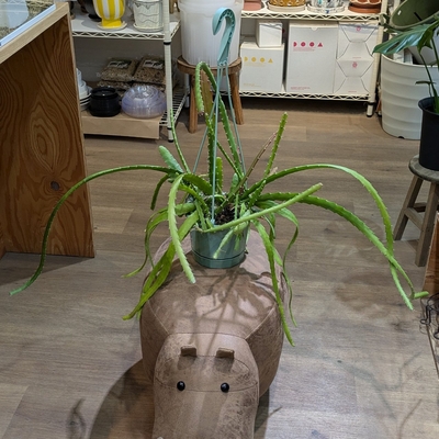 エピフィラム レッドチップ ５号 