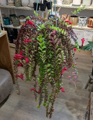 エスキナンサス レッドスター ５号 ◎現品販売◎