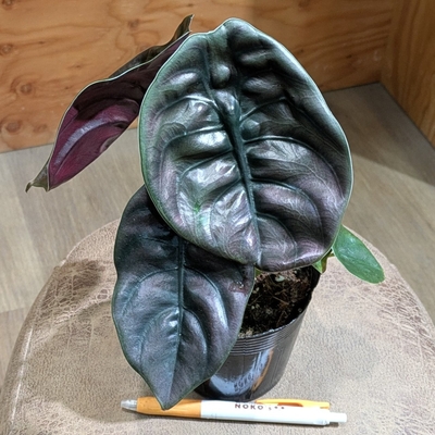 アロカシア クプレア ３.５号