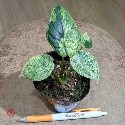 アロカシア ドラゴンスケールミントバリエガータ ３号 ① ◎現品販売◎