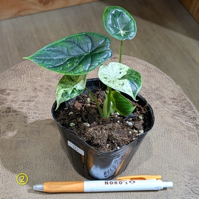 アロカシア ドラゴンスケールミントバリエガータ ３号 ② ◎現品販売◎