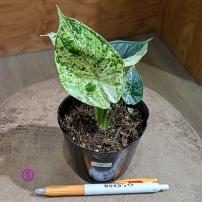 アロカシア ドラゴンスケールミントバリエガータ ３号 ⑤ ◎現品販売◎