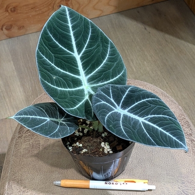 アロカシア ブラックベルベット ３.５号
