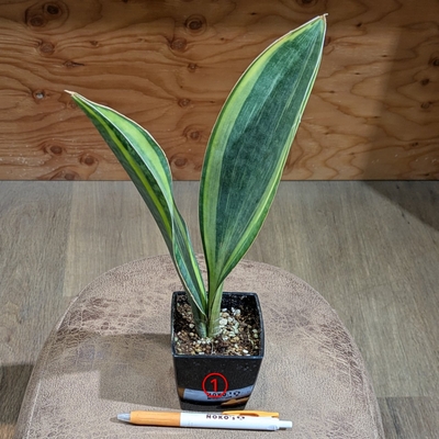 【斑入り✨】サンスベリア マッソニアーナ ３号 ① ◎現品販売◎