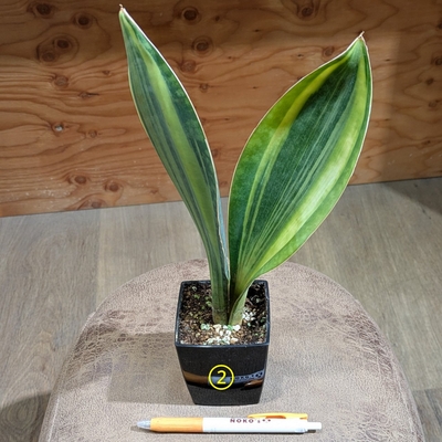 【斑入り✨】サンスベリア マッソニアーナ ３号 ② ◎現品販売◎