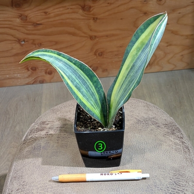 【斑入り✨】サンスベリア マッソニアーナ ３号 ③ ◎現品販売◎