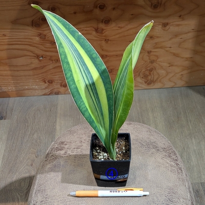 【斑入り✨】サンスベリア マッソニアーナ ３号 ④ ◎現品販売◎