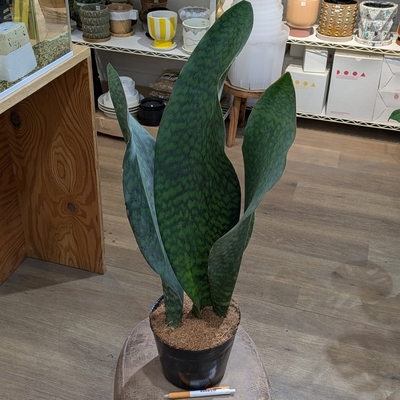 サンスベリア マッソニアーナ ８号 ◎現品販売◎