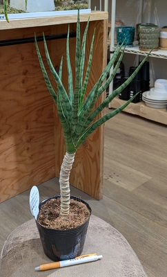 【幹立ち✨】サンスベリア トーチ ４号