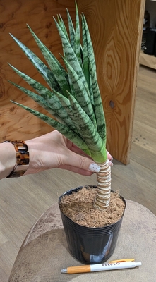 【幹立ち✨】サンスベリア インドスリー ４号 ◎現品販売◎
