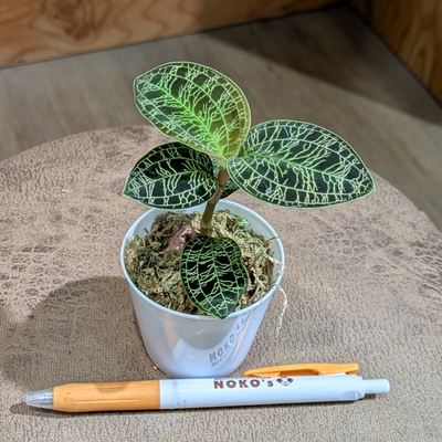 【常湿OK✨】マコデスペトラ ２号