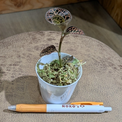 【常湿OK✨】アネクトキルス アルボリネアータス ２号