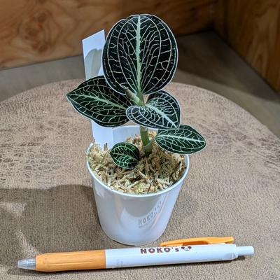 【常湿OK✨アネクトキルス ロクスバーギー ① ２号