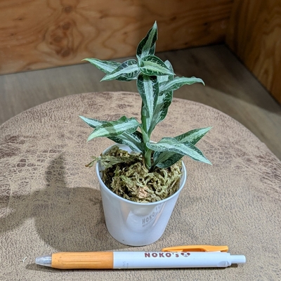 【常湿OK✨】アスピドギネ アルゲンティア ２号 