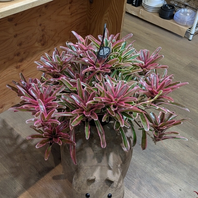 ネオレゲリア ファイヤーボール ６号 ◎現品販売◎ ⭐木村園芸さん⭐※店頭受け取りのみ※