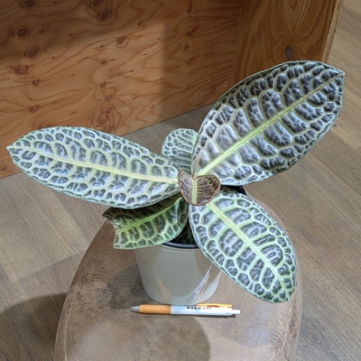 ラビシア オブツシフォリア タートルバック ５号 ⭐荒木植物園さん⭐