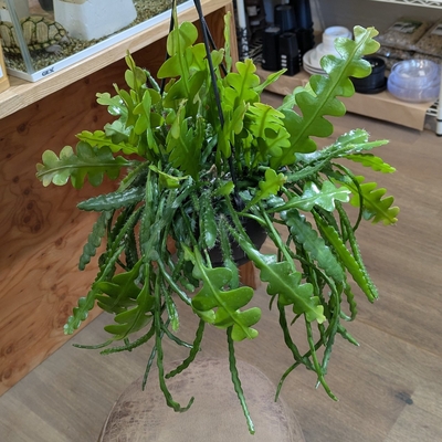 『フィッシュボーンカクタス🐟』エピフィラム アングリガー ５号