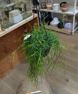 リプサリス カシエロ ５号 ◎現品販売◎