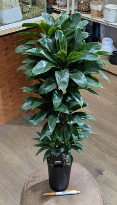 コルジリネ ３.５号 ロングポット ◎現品販売◎⭐三浦園芸さん⭐