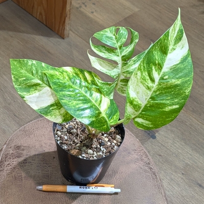 エピプレナムピナツムゴールデンフレーム４号 特価 ◎現品販売◎