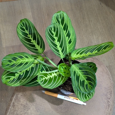 マランタ レモンライム ３.５号