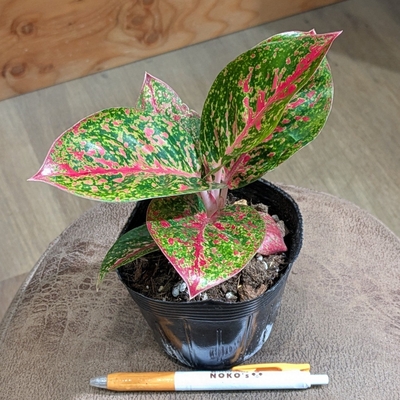 ◎ 新入荷 ◎ | NOKO's