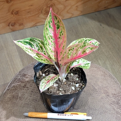 アグラオネマ ゴールデンパウダー ３.５号