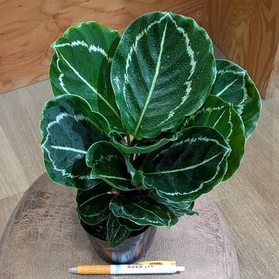 カラテア グリーンローズ ３.５号