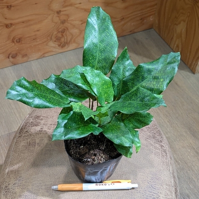 カラテア ムサイカ ３.５号