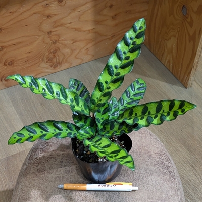 カラテア インシグニス ３.５号