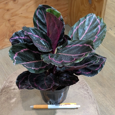 カラテア ドッティ ３.５号 