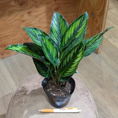 カラテア ビューティフルスター ３.５号