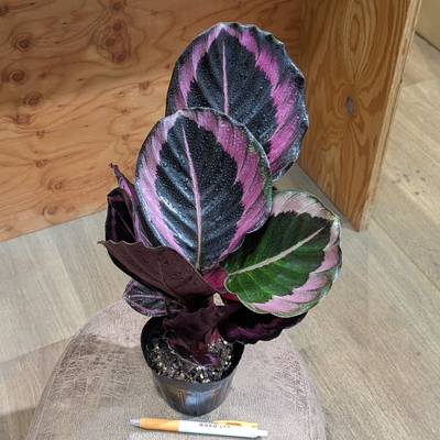 カラテア プリンセスジェシー ３.５号 