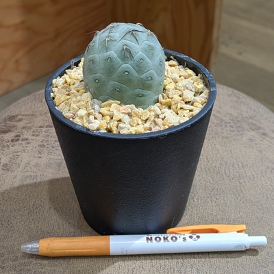 テフロカクタス ゲオメトリクス ３.５号 特価