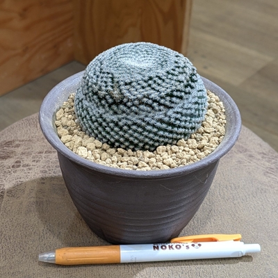 マミラリア 大福丸 ４号 ◎現品販売◎