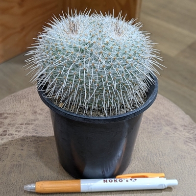 『２頭✨』マミラリア 白王丸 実生 ３.５号 ◎現品販売◎