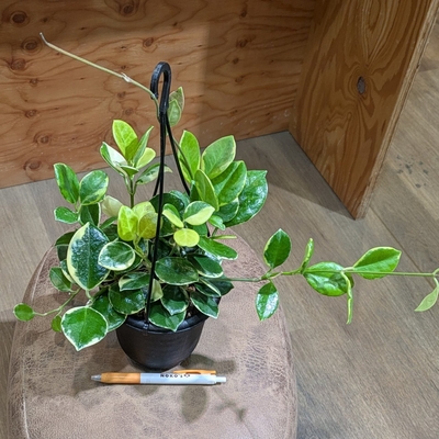 【斑入り✨】ホヤ オーストラリスアルボマルギナータ ４号 